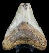 Bargain, Megalodon Tooth - North Carolina #47211-2